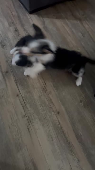 Baby, a female Cardigan Welsh Corgi and Pembroke Welsh Corgi for sale in Waynesburg, KY – 4 of 4
