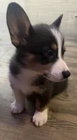 Smurf, a female Cardigan Welsh Corgi and Pembroke Welsh Corgi for sale in Waynesburg, KY – 7 of 8