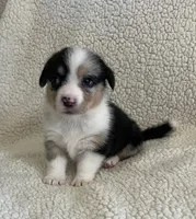 F5 Spice, a female Cardigan Welsh Corgi and Pembroke Welsh Corgi for sale in Waynesburg, KY – 5 of 8