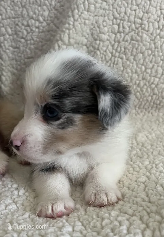 M1 Dusty – Cardigan Welsh Corgi, Pembroke Welsh Corgi puppy for sale in Waynesburg, KY