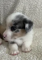 M1 Dusty, a male Cardigan Welsh Corgi and Pembroke Welsh Corgi for sale in Waynesburg, KY – 1 of 6