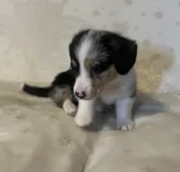Spice , a female Cardigan Welsh Corgi and Pembroke Welsh Corgi for sale in Waynesburg, KY – 5 of 5