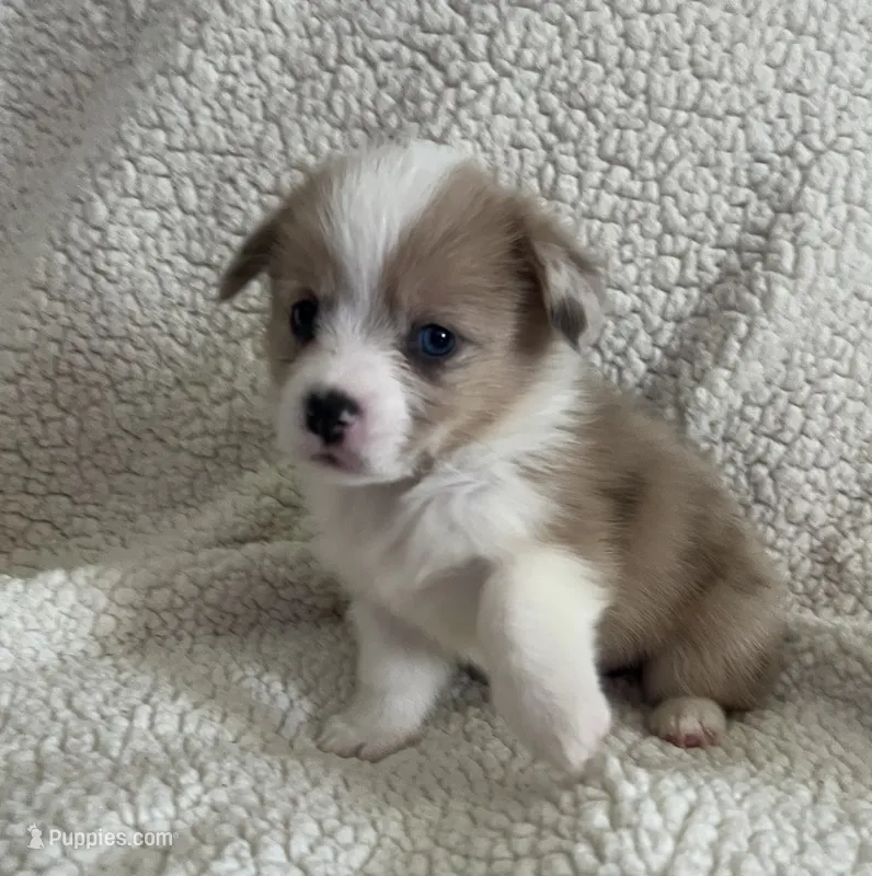 M3 Sonny  – Cardigan Welsh Corgi, Pembroke Welsh Corgi puppy for sale in Waynesburg, KY