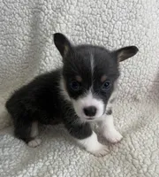 F2 Mel B, a female Cardigan Welsh Corgi and Pembroke Welsh Corgi for sale in Waynesburg, KY – 2 of 7