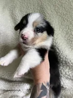 F5 Spice, a female Cardigan Welsh Corgi and Pembroke Welsh Corgi for sale in Waynesburg, KY – 4 of 8
