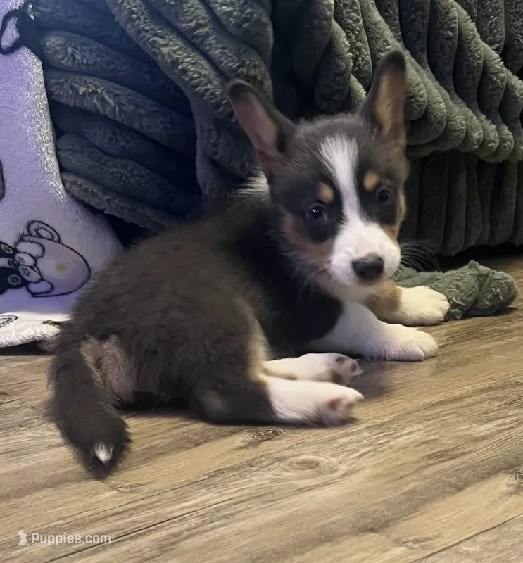 Smurf – Cardigan Welsh Corgi, Pembroke Welsh Corgi puppy for sale in Waynesburg, KY
