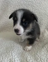 F3 Mel C , a female Cardigan Welsh Corgi and Pembroke Welsh Corgi for sale in Waynesburg, KY – 2 of 7