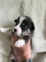 F3 Mel C , a female Cardigan Welsh Corgi and Pembroke Welsh Corgi for sale in Waynesburg, KY – 6 of 7