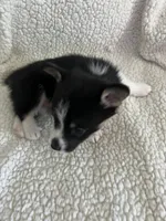 F1 June , a female Cardigan Welsh Corgi and Pembroke Welsh Corgi for sale in Waynesburg, KY – 3 of 3