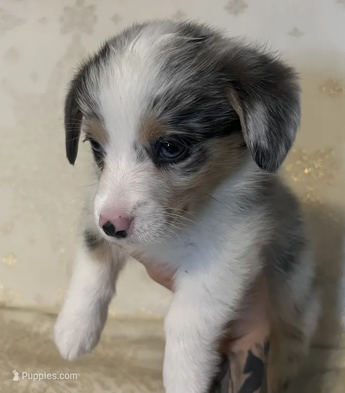M1 Dusty – Cardigan Welsh Corgi, Pembroke Welsh Corgi puppy for sale in Waynesburg, KY