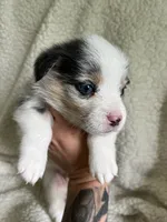 M1 Dusty, a male Cardigan Welsh Corgi and Pembroke Welsh Corgi for sale in Waynesburg, KY – 6 of 6