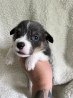 F2 Mel B, a female Cardigan Welsh Corgi and Pembroke Welsh Corgi for sale in Waynesburg, KY – 7 of 7