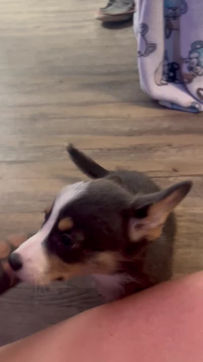 Smurf, a female Cardigan Welsh Corgi and Pembroke Welsh Corgi for sale in Waynesburg, KY – 8 of 8