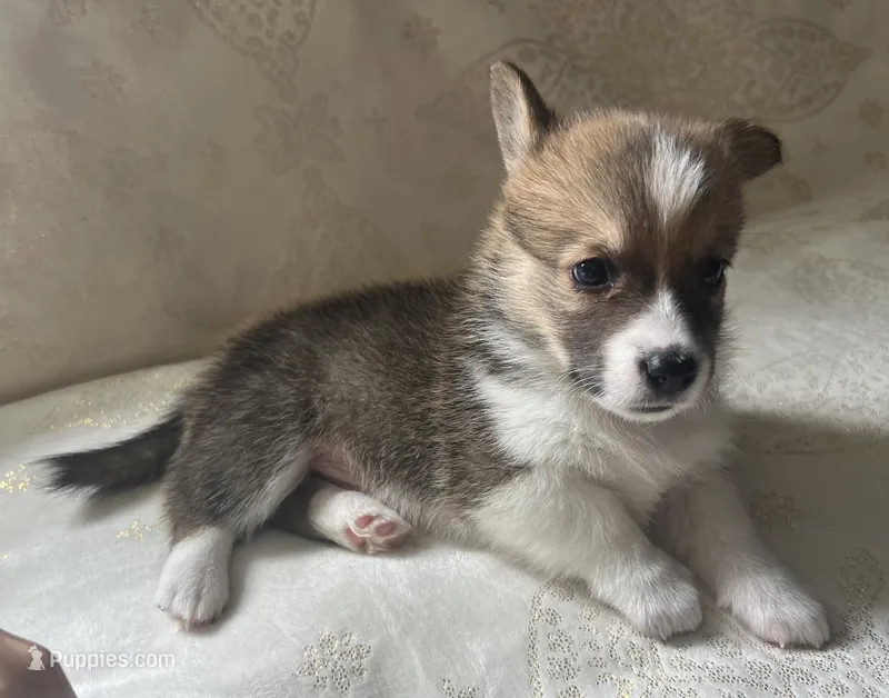 M2 Chunk  – Cardigan Welsh Corgi, Pembroke Welsh Corgi puppy for sale in Waynesburg, KY