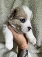 M3 Sonny , a male Cardigan Welsh Corgi and Pembroke Welsh Corgi for sale in Waynesburg, KY – 7 of 7