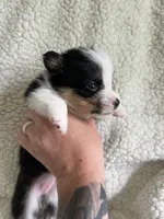 F4 Baby, a female Cardigan Welsh Corgi and Pembroke Welsh Corgi for sale in Waynesburg, KY – 3 of 5