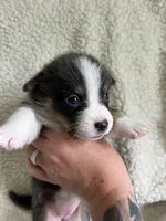 F3 Mel C , a female Cardigan Welsh Corgi and Pembroke Welsh Corgi for sale in Waynesburg, KY – 7 of 7