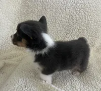 F2 Mel B, a female Cardigan Welsh Corgi and Pembroke Welsh Corgi for sale in Waynesburg, KY – 6 of 7