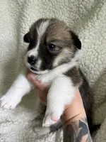 M2 Chunk , a male Cardigan Welsh Corgi and Pembroke Welsh Corgi for sale in Waynesburg, KY – 4 of 5