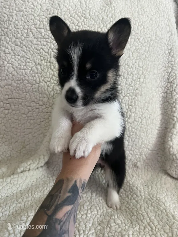F1 June  – Cardigan Welsh Corgi, Pembroke Welsh Corgi puppy on hold in Waynesburg, KY