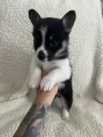 F1 June , a female Cardigan Welsh Corgi and Pembroke Welsh Corgi for sale in Waynesburg, KY – 1 of 3