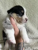F5 Spice, a female Cardigan Welsh Corgi and Pembroke Welsh Corgi for sale in Waynesburg, KY – 8 of 8