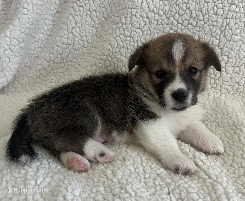 M2 Chunk  – Cardigan Welsh Corgi, Pembroke Welsh Corgi puppy for sale in Waynesburg, KY