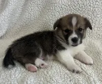 M2 Chunk , a male Cardigan Welsh Corgi and Pembroke Welsh Corgi for sale in Waynesburg, KY – 1 of 5