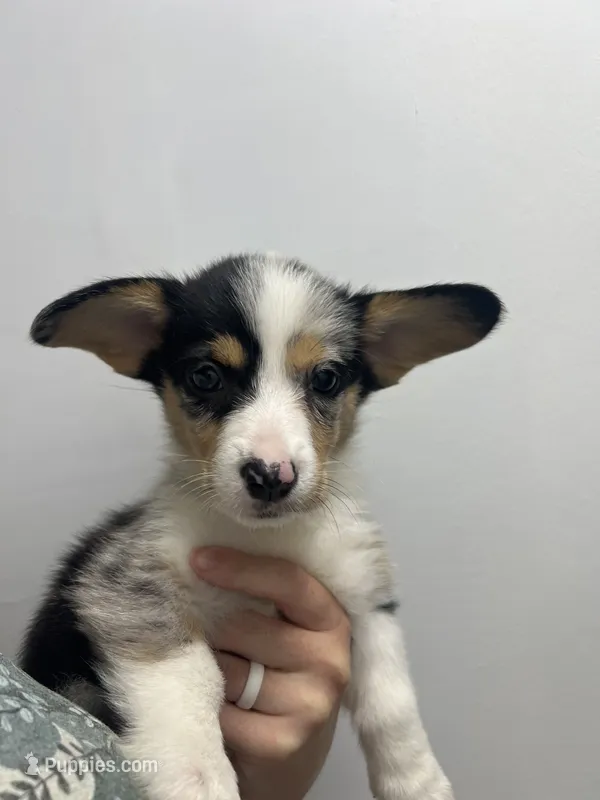 Spice  – Cardigan Welsh Corgi, Pembroke Welsh Corgi puppy for sale in Waynesburg, KY