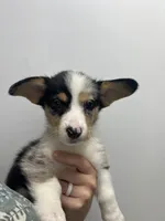 Spice , a female Cardigan Welsh Corgi and Pembroke Welsh Corgi for sale in Waynesburg, KY – 1 of 5