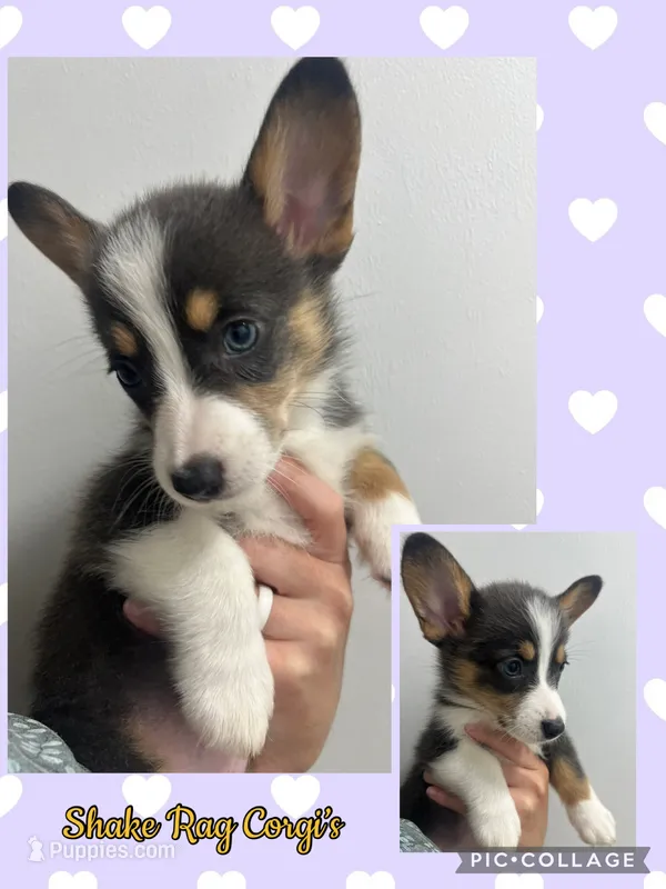 F3 Mel C  – Cardigan Welsh Corgi, Pembroke Welsh Corgi puppy for sale in Waynesburg, KY