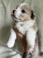 M3 Sonny , a male Cardigan Welsh Corgi and Pembroke Welsh Corgi for sale in Waynesburg, KY – 4 of 7