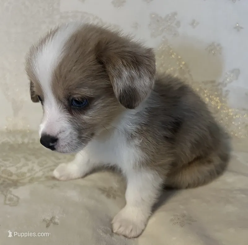 M3 Sonny  – Cardigan Welsh Corgi, Pembroke Welsh Corgi puppy for sale in Waynesburg, KY