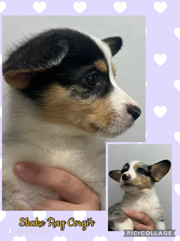 F5 Spice – Cardigan Welsh Corgi, Pembroke Welsh Corgi puppy for sale in Waynesburg, KY