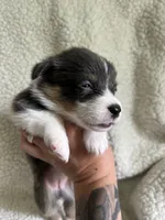 F2 Mel B, a female Cardigan Welsh Corgi and Pembroke Welsh Corgi for sale in Waynesburg, KY – 5 of 7