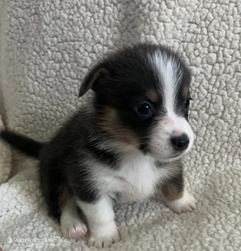 F3 Mel C  – Cardigan Welsh Corgi, Pembroke Welsh Corgi puppy for sale in Waynesburg, KY