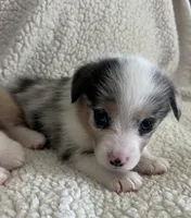 M1 Dusty, a male Cardigan Welsh Corgi and Pembroke Welsh Corgi for sale in Waynesburg, KY – 2 of 6