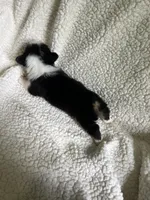 F4 Baby, a female Cardigan Welsh Corgi and Pembroke Welsh Corgi for sale in Waynesburg, KY – 5 of 5