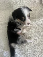 F5 Spice, a female Cardigan Welsh Corgi and Pembroke Welsh Corgi for sale in Waynesburg, KY – 6 of 8