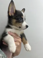 Smurf, a female Cardigan Welsh Corgi and Pembroke Welsh Corgi for sale in Waynesburg, KY – 3 of 8