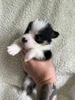 F4 Baby, a female Cardigan Welsh Corgi and Pembroke Welsh Corgi for sale in Waynesburg, KY – 4 of 5