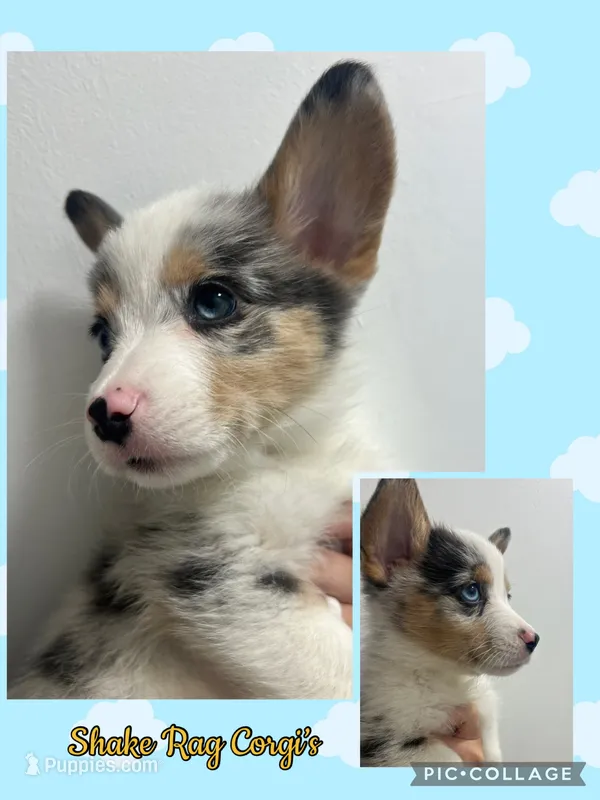 M1 Dusty – Cardigan Welsh Corgi, Pembroke Welsh Corgi puppy for sale in Waynesburg, KY