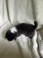F3 Mel C , a female Cardigan Welsh Corgi and Pembroke Welsh Corgi for sale in Waynesburg, KY – 4 of 7