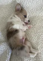 M3 Sonny , a male Cardigan Welsh Corgi and Pembroke Welsh Corgi for sale in Waynesburg, KY – 3 of 7