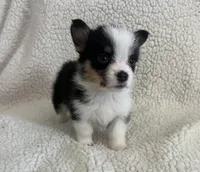 F4 Baby, a female Cardigan Welsh Corgi and Pembroke Welsh Corgi for sale in Waynesburg, KY – 2 of 5