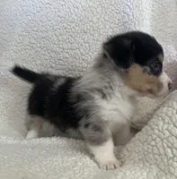 F5 Spice, a female Cardigan Welsh Corgi and Pembroke Welsh Corgi for sale in Waynesburg, KY – 7 of 8