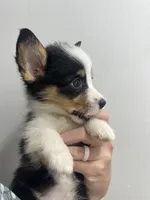 Baby, a female Cardigan Welsh Corgi and Pembroke Welsh Corgi for sale in Waynesburg, KY – 3 of 4