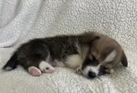 M2 Chunk , a male Cardigan Welsh Corgi and Pembroke Welsh Corgi for sale in Waynesburg, KY – 3 of 5