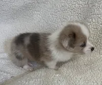 M3 Sonny , a male Cardigan Welsh Corgi and Pembroke Welsh Corgi for sale in Waynesburg, KY – 2 of 7