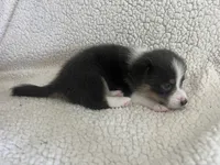 F3 Mel C , a female Cardigan Welsh Corgi and Pembroke Welsh Corgi for sale in Waynesburg, KY – 5 of 7